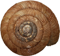 Discus rotundatusFLÄCKDISKSNÄCKA5.2 × 5.6 mm